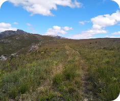 Mountain fynbos trail under a blue sky in the Western Cape